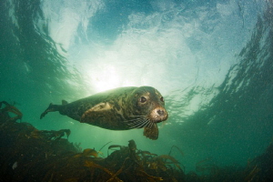 Seal, Farne Islands, UK by Spencer Burrows 